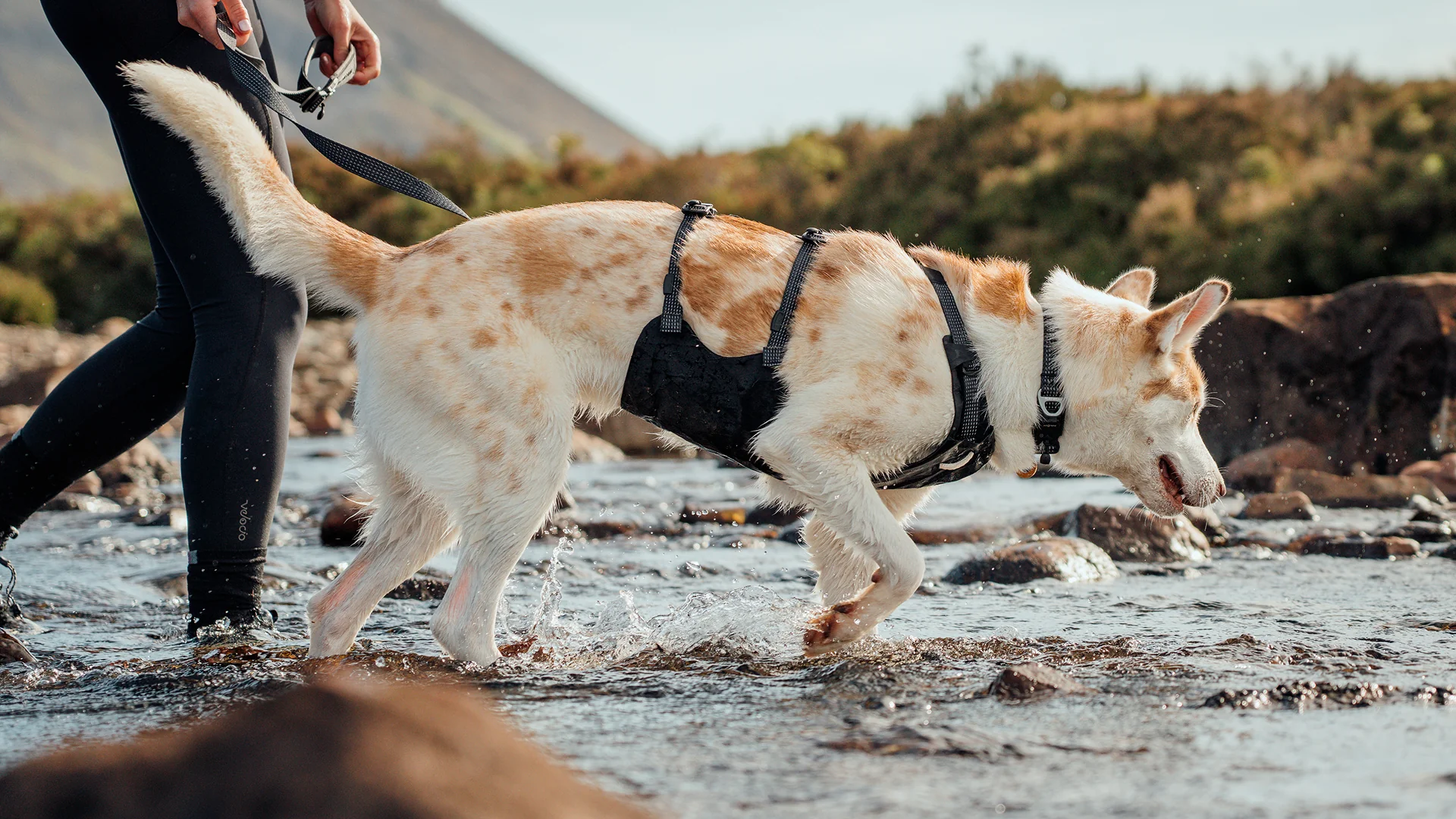 10 Best Dog Harness Supplier Worldwide OKEYPETS delivers trusted quality
