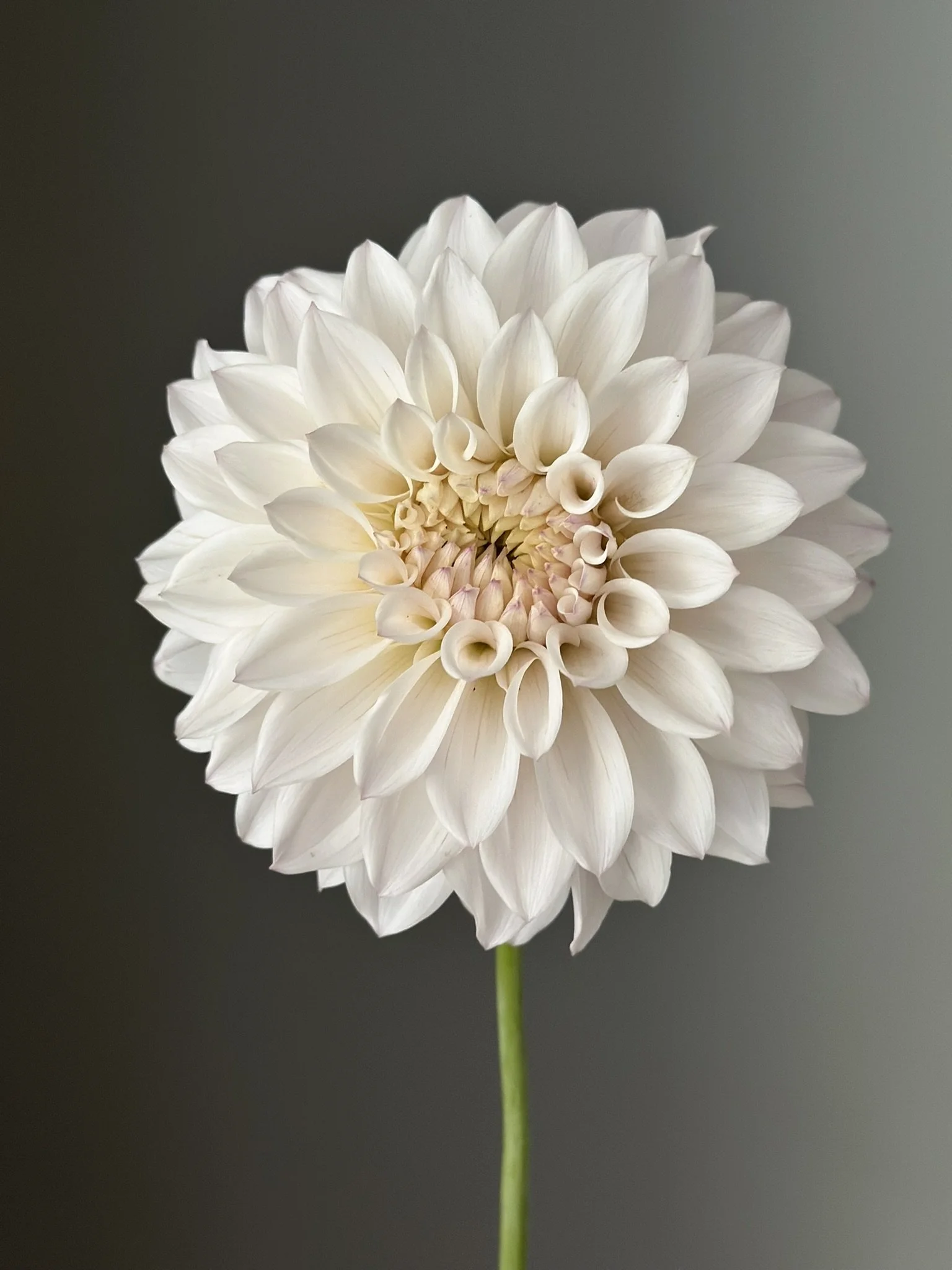 North Edmonton Florist Offering Beautiful Fresh Arrangements