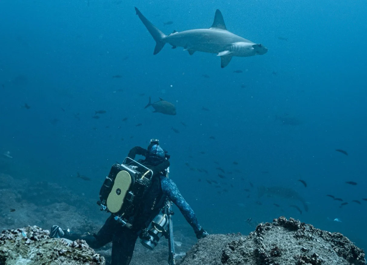 Mexico Diving Holidays for Shark, Manta and Whale Shark Encounters