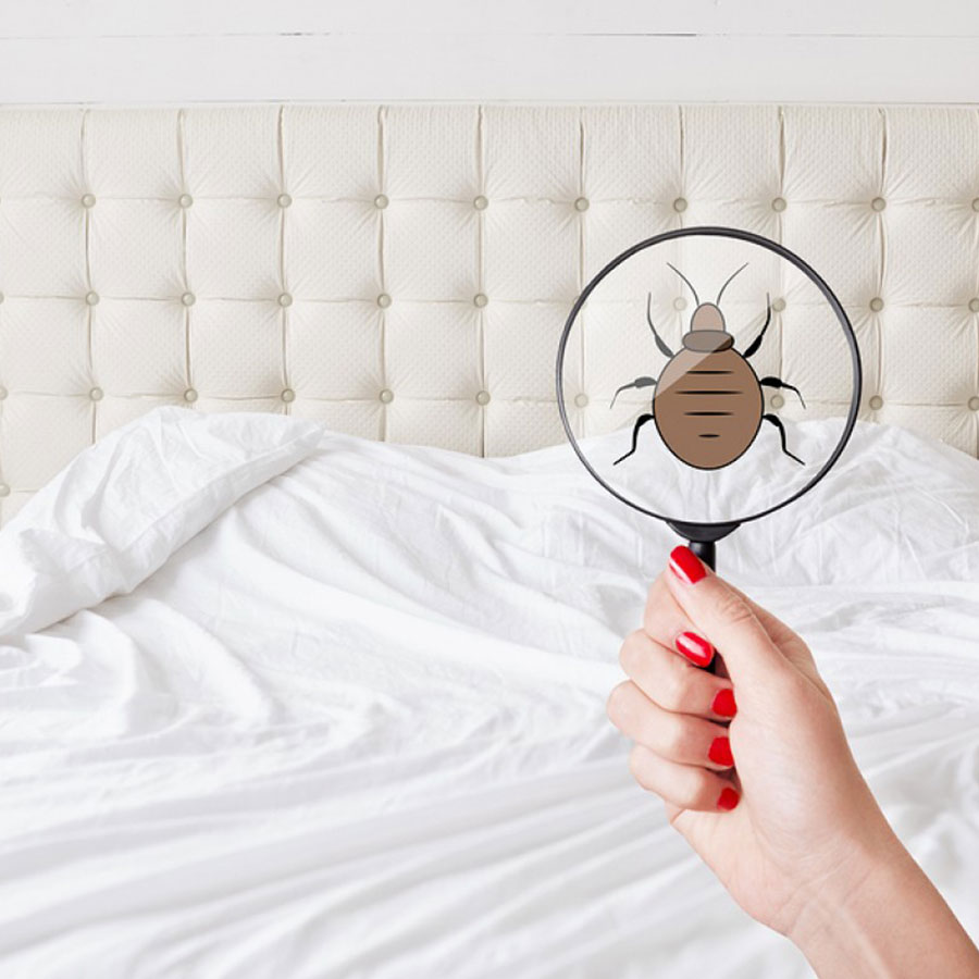Bed Bug Pest Control with Heat Treatment Options