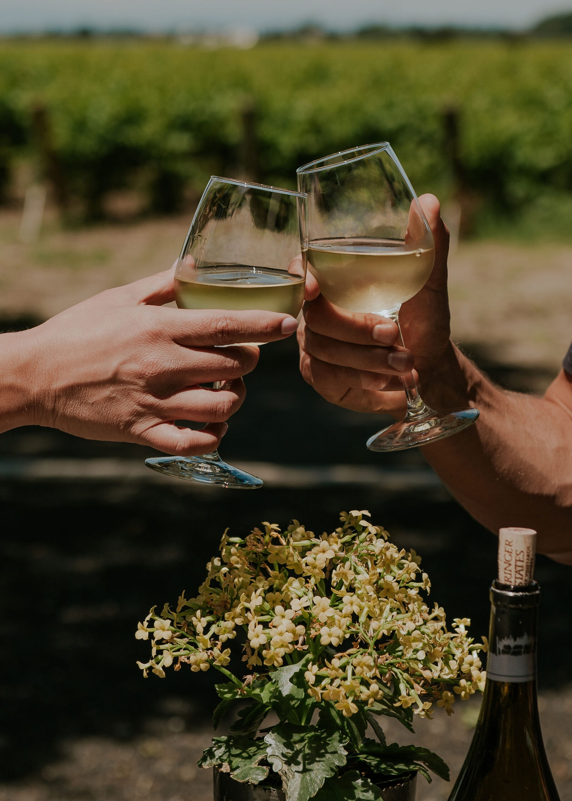 Best Petite Sirah Clarksburg California Wines from Local Vineyards